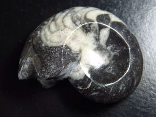 Goniatite 53 mm - 360 million years old - Morocco