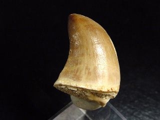 Mosasaurus tooth - 3,0 cm - Mosasaur
