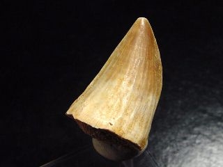 Mosasaurus tooth - 3,1 cm - Mosasaur