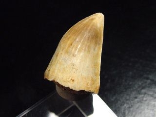 Mosasaurus tooth - 3,1 cm - Mosasaur