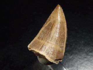 Mosasaurus tooth - 3,1 cm - Mosasaur