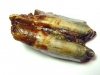 Horse tooth 6,4 cm - 40.000 - 130.000 years old - North Sea