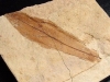 Fossilized leaf - 29 mill. years - Provence, France (107d)