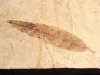 Fossilized leaf - 29 mill. years - Provence, France (103d)