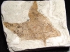 Fossilized Maple leaf - Miocene 18 mill. years - France (102d)