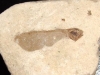 Fossilized Maple seed - 29 million years - Provence, France (99d)