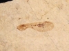 Fossilized Maple seed - 29 mill. years - Provence, France