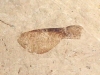 Fossilized Maple seed - 29 mill. years - Provence, France (98d)