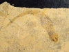 Branchiosaurus fossil - larva - 285 million years, Germany (351d)