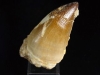 Mosasaur tooth - 6,1 cm - Dinosaur tooth - Morocco (371d)
