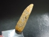 Diplodocus tooth - 4,7 cm - Rebbachisaurus Dinosaur