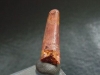 Pterosaur tooth - 2,1 cm - Siroccopteryx Pteranodon