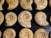 Ammonite - 29-34 mm length 150 mio. years - France