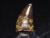 Pristichampsus tooth 13 mm - Robiac, France