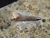 Nothosaurus Plesiosaurus tooth 47 mm - R�dersdorf, Germany