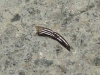 Nothosaurus tooth 48 mm Plesiosaurus - R�dersdorf, Germany
