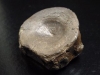 Ichthyosaurus vertebra 38 mm - Mistelgau, Germany
