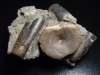 Ichthyosaurus vertebra in matrix 76 mm - Mistelgau, Germany
