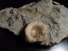 Ichthyosaurus vertebra in matrix 15,7 cm - Mistelgau, Germany
