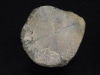 Andalusite crystal 43 mm - fine cross - Hunan, China