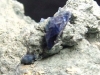 Benitoite specimen 36 mm - blue crystals in matrix - USA