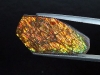 Ammolite 14,86 Ct. multicolor - fancy cabochon 29,5 mm