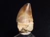 Mosasaur tooth - 3,8 cm - Mosasaurus Dinosaur