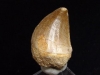 Mosasaur tooth - 3,0 cm - Mosasaurus Dinosaur