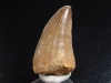 Mosasaur tooth - 3,5 cm - Mosasaurus Dinosaur