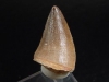 Mosasaur tooth - 2,8 cm - Mosasaurus Dinosaur