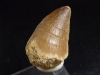 Mosasaur tooth - 3,4 cm - Mosasaurus Dinosaur
