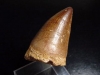 Mosasaur tooth - 5,0 cm - Mosasaurus Dinosaur