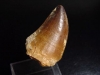 Mosasaur tooth - 4,6 cm - Mosasaurus Dinosaur