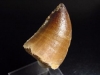 Mosasaur tooth - 4,6 cm - Mosasaurus Dinosaur