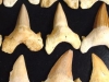 Shark tooth fossil 40 - 47 mm length 50 million years (834d)