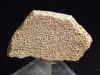Saltasaurus egg shell 34 mm - 70 mio. years - Argentina