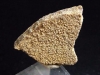 Saltasaurus egg shell 33 mm - 70 mio. years - Argentina