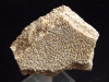 Saltasaurus egg shell 33 mm - 70 mio. years - Argentina