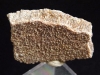 Saltasaurus egg shell 28 mm - 70 mio. years - Argentina