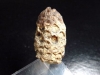 Fossil Pine cone 33 mm - Pararaucaria - Patagonia, Argentina