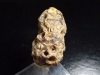 Fossil Pine cone 33 mm - Pararaucaria - Patagonia, Argentina