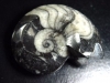 Goniatite 53 mm - 360 million years old - Morocco