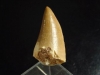 Mosasaur tooth - 3,4 cm - Dinosaur tooth - Morocco