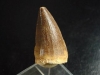 Mosasaur tooth - 3,0 cm - Dinosaur tooth - Morocco
