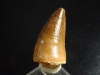 Mosasaur tooth - 3,2 cm - Dinosaur tooth - Morocco
