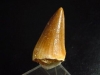 Mosasaur tooth - 3,3 cm - Dinosaur tooth - Morocco