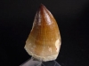 Mosasaurus Dinosaur tooth - 5,0 cm - Mosasaur
