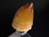Mosasaurus Dinosaur tooth - 4,5 cm - Mosasaur