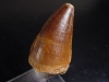 Mosasaurus Dinosaur tooth - 4,6 cm - Mosasaur