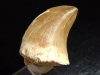 Mosasaurus tooth - 3,0 cm - Mosasaur